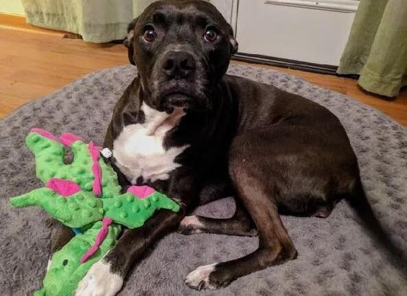 一条狗, 越信任你把你当主人, 越会有这5大表现, 你家狗狗有吗?