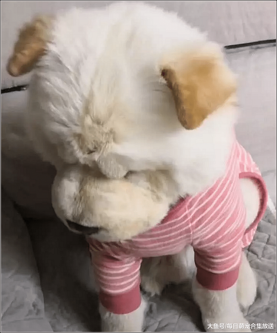 主人给狗狗穿衣服，狗子把头伸进衣服里，随后一幕瞬间萌翻了