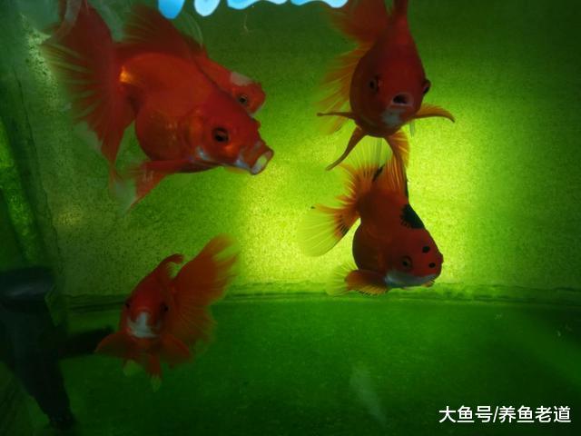 如果只用一種方法就能夠使觀賞魚不患病，除了這個別無選擇！