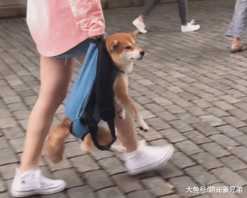逛街偶遇女孩遛狗，看到遛狗方式笑喷，狗：我只想好好走个路