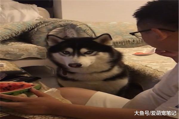 二哈看到主人吃西瓜，一直对着他使眼色，汪：疯狂暗示都无动于衷
