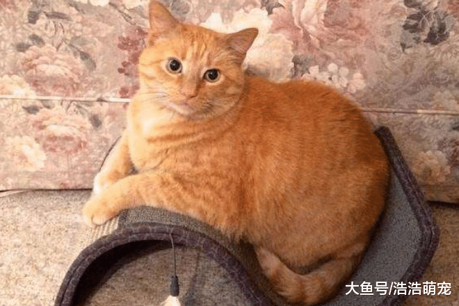 猫妈给孩子喂奶，露出一脸的生无可恋，朋友：这可都是你亲生的