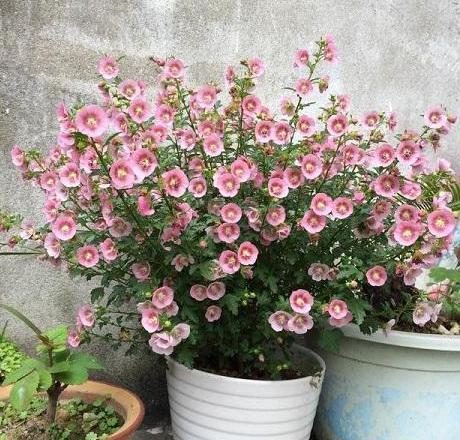 比香水还要香的5种花，养在阳台上，满屋子都飘香，简直美翻了