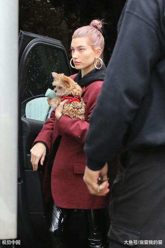 比起男朋友，或许这五种狗狗更加适合单身美女哦！美女们不来看下？