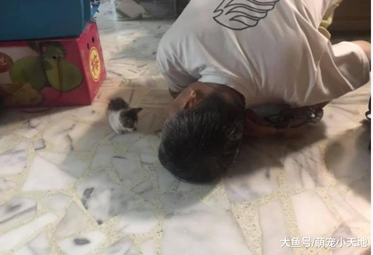 捡奶猫回家爸超反对！几天后他趴地上观察陪玩，乐当猫奴