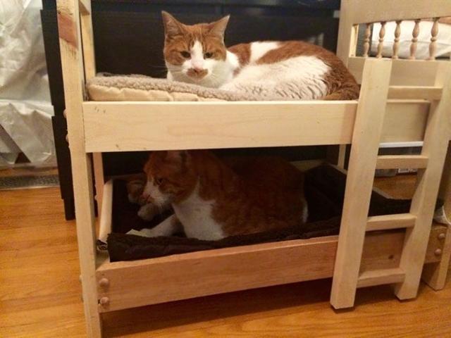 那些发誓不喜欢猫的人，养了猫以后...