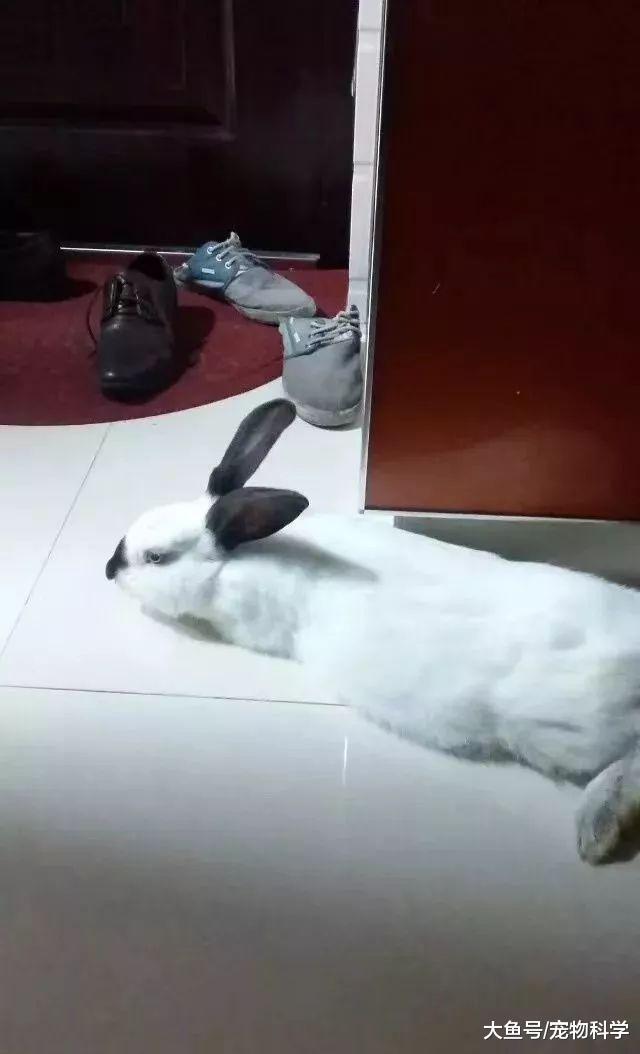 我很想问问你们都是哪里捡的兔子?