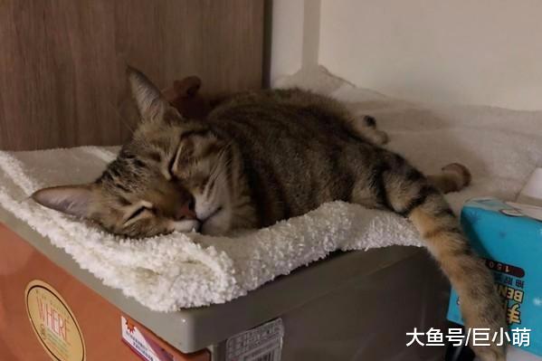 没吃饱怎么办？猫咪半夜哀怨地摇晃饲料桶，主人快多给我一点吃的