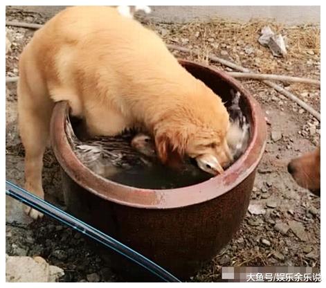 鸭子在水缸里游泳，金毛以为它溺水了，急忙拽了出来，鸭子顿懵了