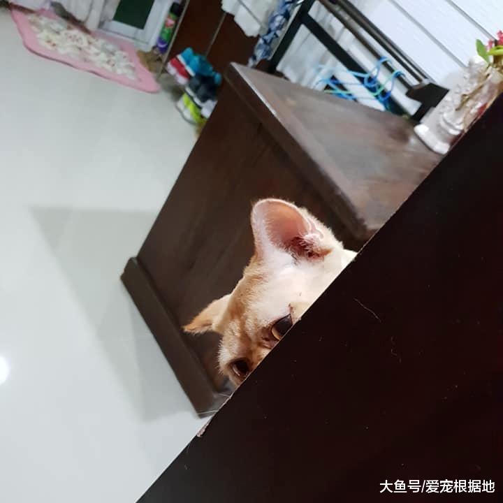 谁说加菲猫智商低？其实它只是长得蠢，实际上聪明得要命！