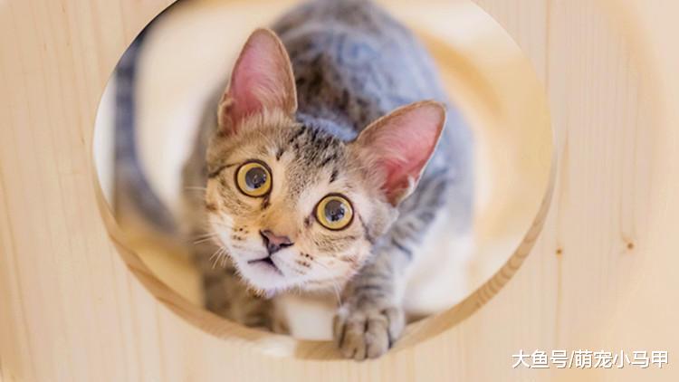 新手看过来，快速让猫咪融入家庭生活