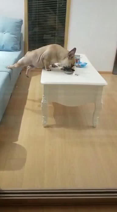 法斗为吃桌上零食，短腿支撑在沙发上，姿势让人笑喷，网友：吃货