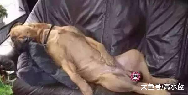 主人下班看到狗的睡姿, 顿时尴尬了: 你这不正经的样子随了谁……