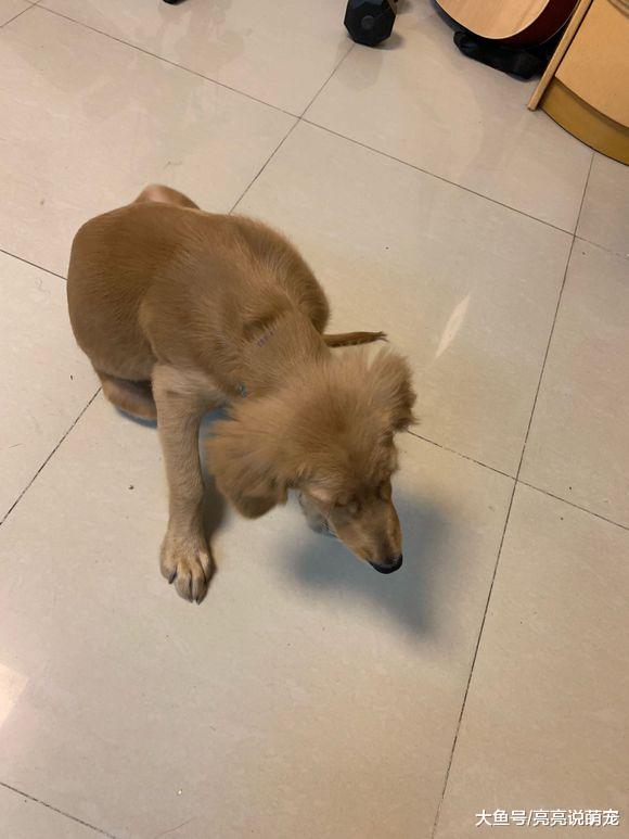 金毛到网友家两个月就变成这样了，它究竟经历了什么