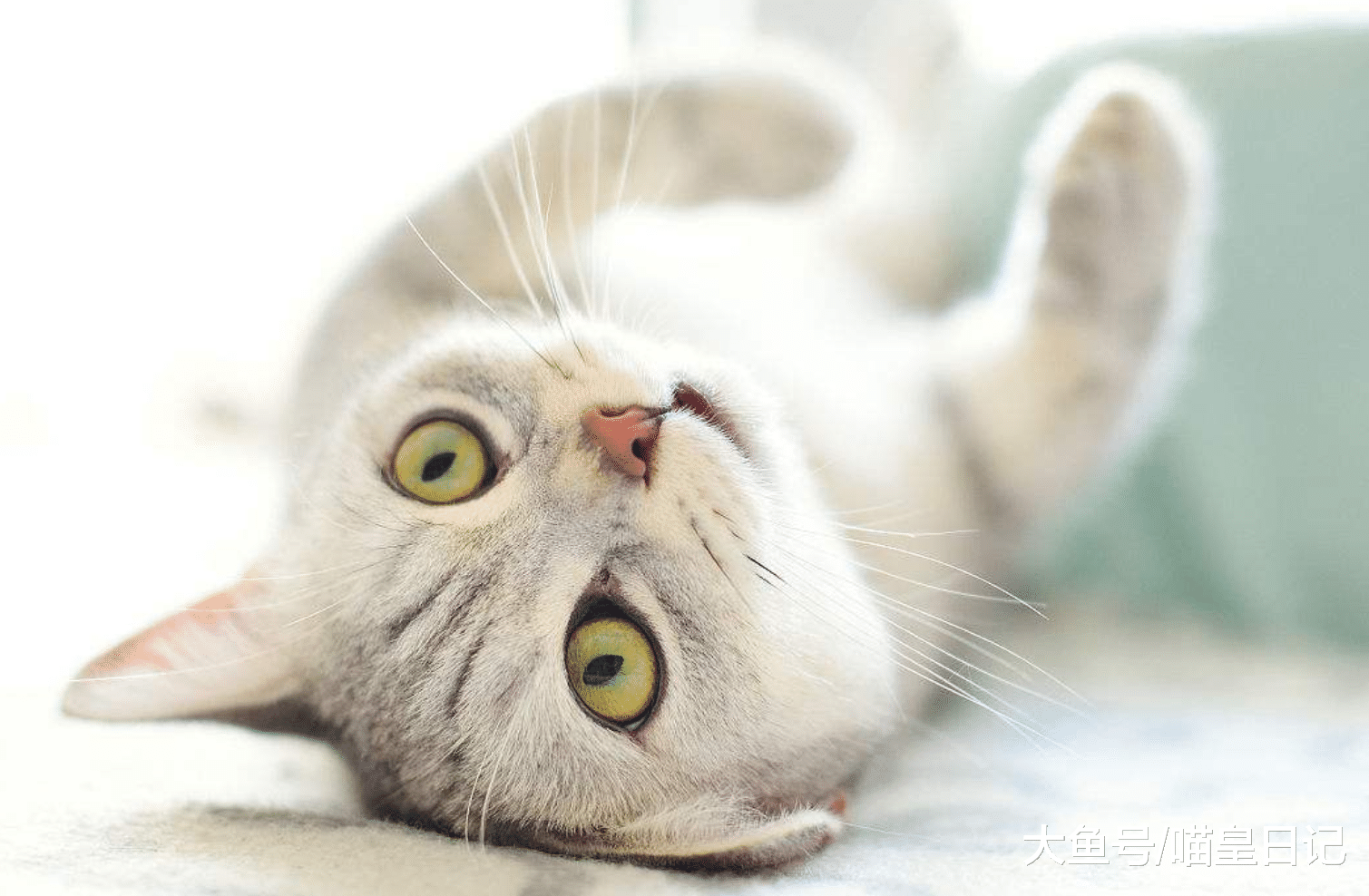 虽然很多人喜欢喵星人, 但却不是大家都选择养猫的, 原因在这里!