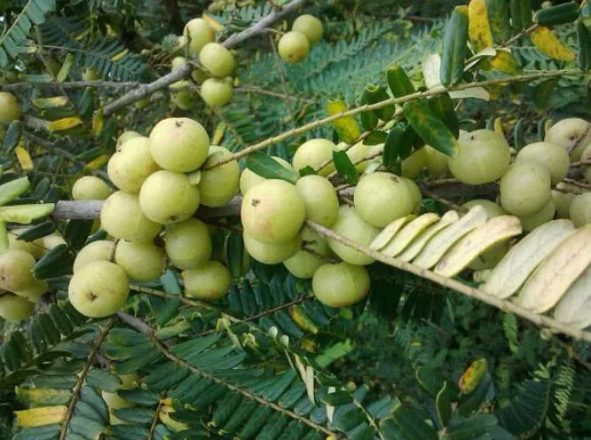 天然的“止咳良方”发现了，此果煮水喝，坚持3天，冬天不咳嗽