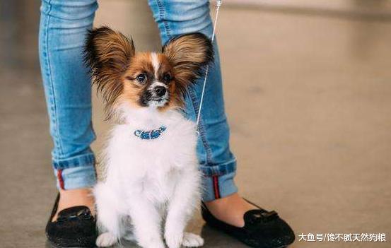 惩罚蝴蝶犬时，这5件事情，家长们一定要注意