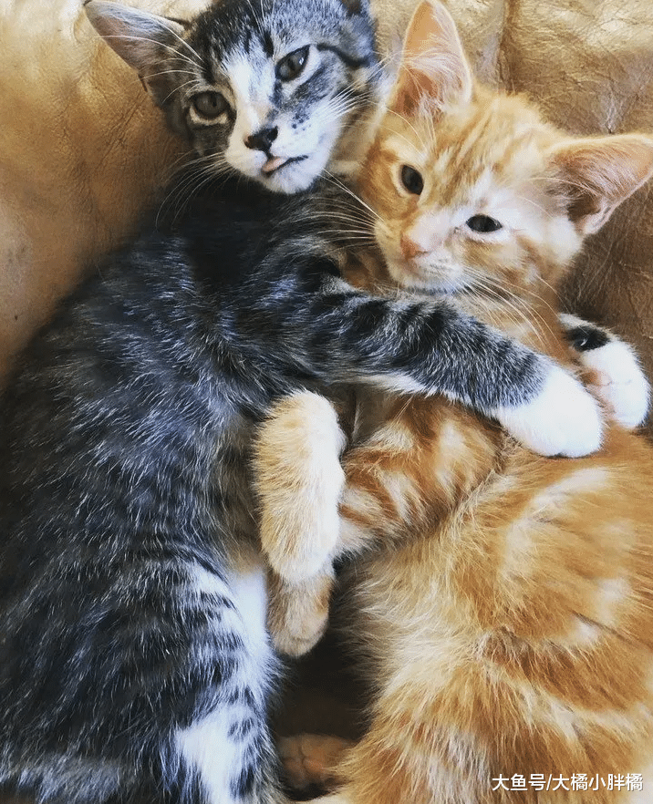 橘猫失去家人很悲伤，新来小猫却用这种方式安慰它，真是太温馨了