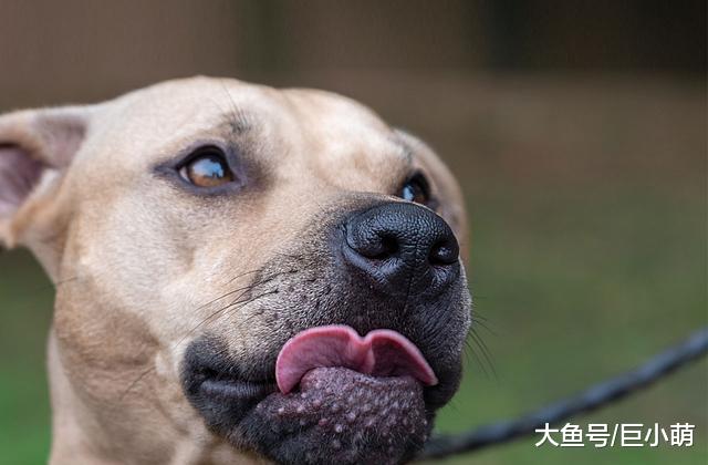 狗狗莫名其妙爱舔裤子？可能不是别的，就是太爱你了