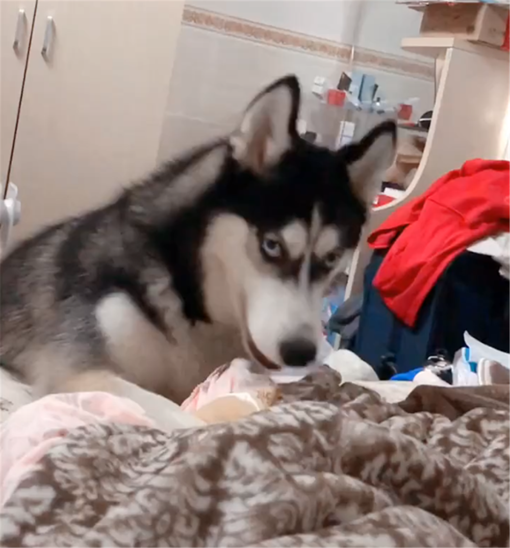 主人給二哈買花衣服，二哈穿上衣服后照鏡子，狗：美滴很……