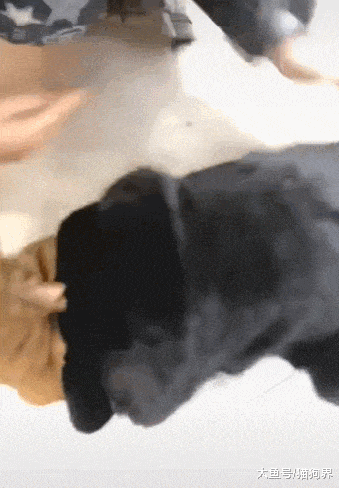 在东北的狗，不穿个貂哪好意思出门？狗：已经不允许咱再低调了呗