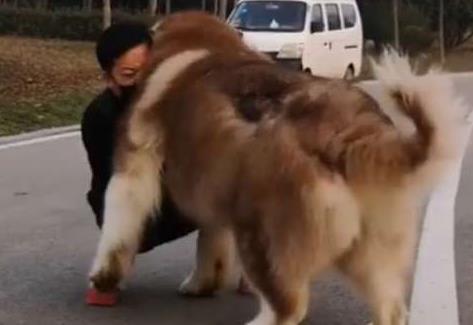 狗子200斤了还把自己当宝宝, 非要主人抱着走, 主人欲哭无泪
