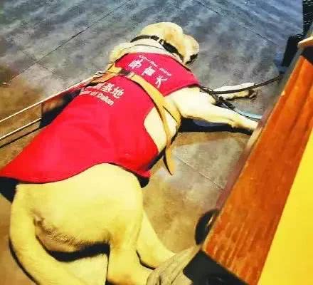 合肥首只导盲犬出门坐车被拒载！请大家帮帮它