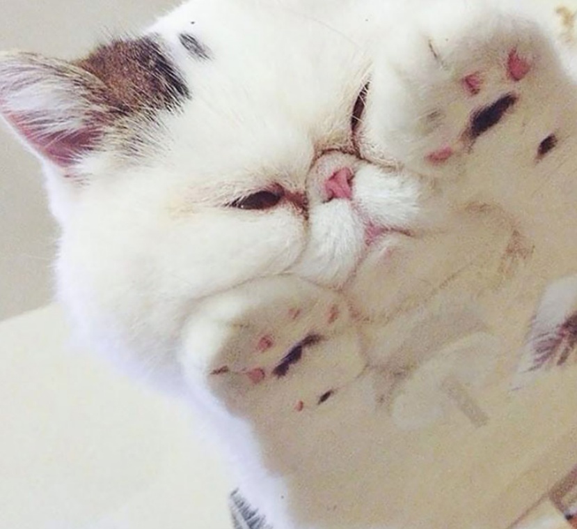 “别惹我，我挺凶哒！我的喵脸就能压扁你！”10张猫咪趣图真搞笑