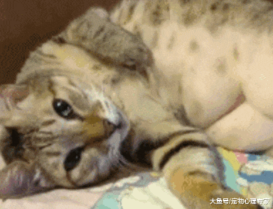 给猫咪洗澡，吹干时发现异常，翻开肚皮一看，这腹肌练到位了