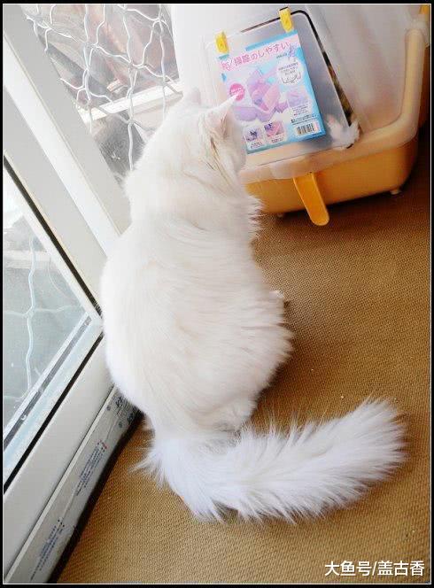 一个不平凡的果，同时吸了两只喵，接下来的画面让主人在一旁笑抽