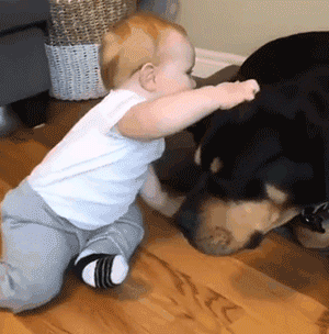 你家狗，是什么大学毕业的？