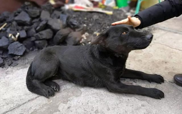 狗贩子为何喜欢高价收购十年以上的老狗？细说你不知道的三点秘密