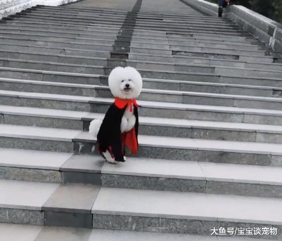 学会双腿走路后，泰迪一口气跑了五十个台阶：我要挑战吉尼斯！