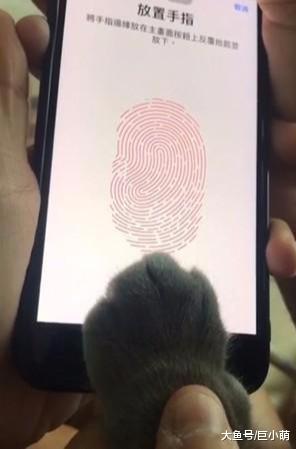 猫咪的指纹也能解锁，用猫掌上去就能解开，然而猫咪却一脸无奈