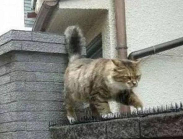 貓咪忍痛走過防貓墊，真相讓人感動：無論多么辛苦，要和你在一起