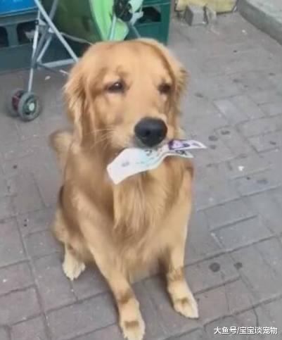 金毛刁着钱去超市买东西，结果钱掉了，金毛表情亮了