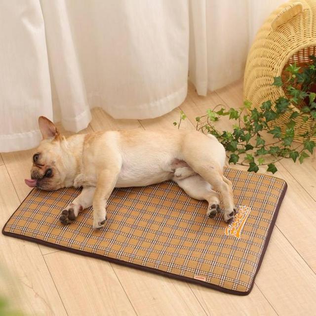 夏季狗狗中暑有什么症状？狗狗中暑了怎么办，该如何急救与预防？