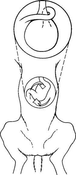狗狗发生胃扭转，可能就得永别了，所幸有这5招可预防
