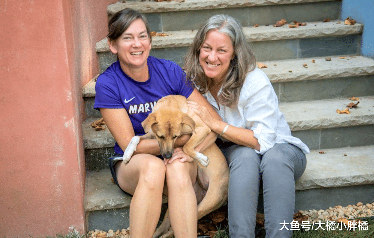 流浪狗后腿瘫痪身陷险境，周围尽是狮子鬣狗，狗：我死也要爬出去
