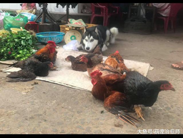 網友讓哈士奇來幫忙看著攤子，它乖乖的趴在地上，有點不科學呀！