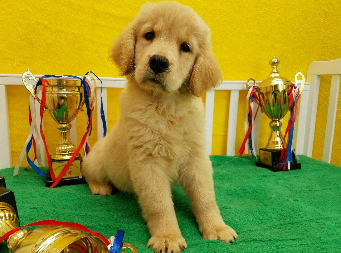 最后一次散步，它卻永遠的睡著了，再也沒有醒來。