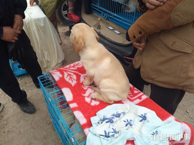 男子和商贩谈好购买拉布拉多的价格后, 便开始检查狗健不健康!