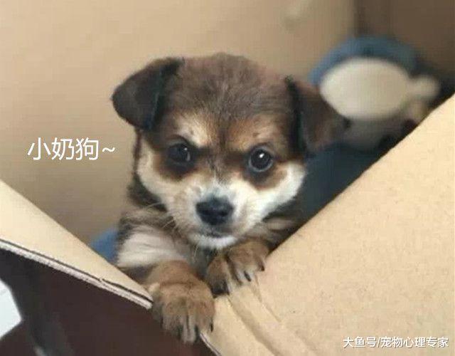 男子收留一條小土狗，養了半年后，慶幸當初沒送人