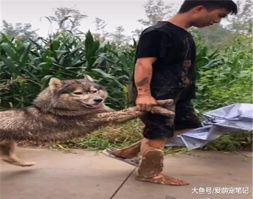 网友养了一只哈士奇，蠢到连石头也不放过，二哈的世界真是读不懂