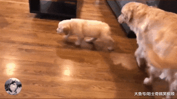 金毛等主人下班，以为有吃的结果失望了，今天就买了这个？