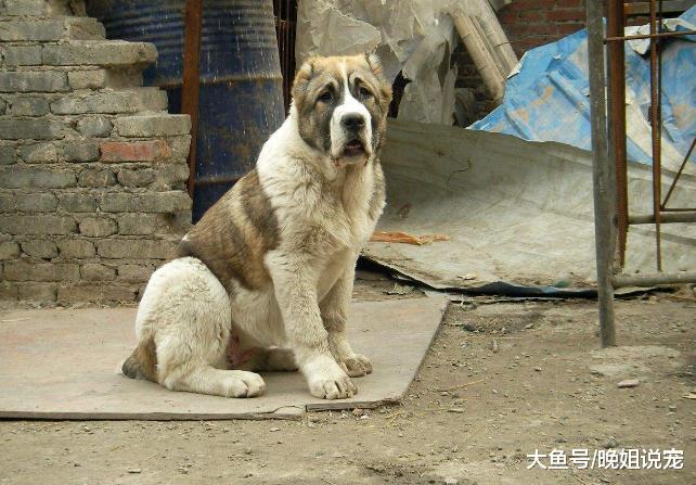 ?战斗力极强的狗狗，第一种不比牧羊犬差，第二种很擅长打架