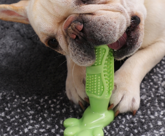 细数对主人“不忠心”的5大狗狗，快看看你家狗上榜没？