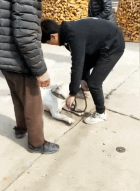 拉布拉多在乡下寄养半月，主人接时不愿意走，狗：舍不得大院子…