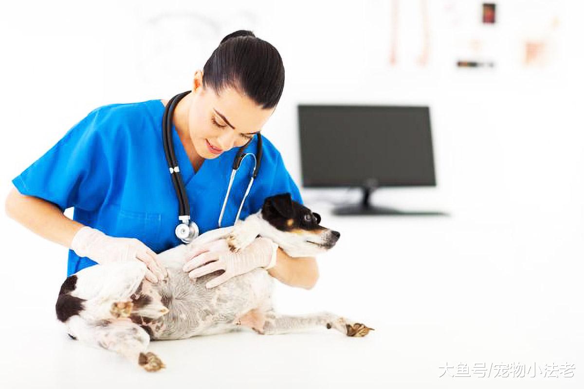 很多人都认为，帮狗妈妈做产检，完全就是浪费钱？真的是这样吗！