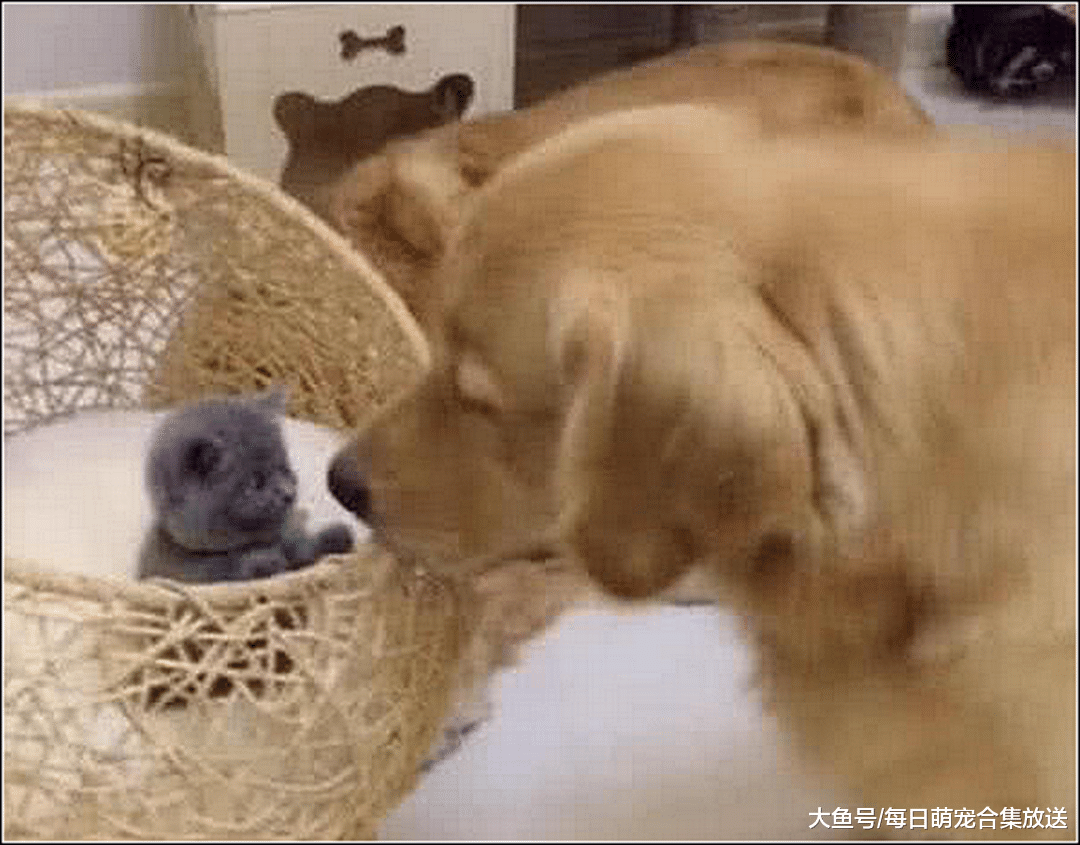 女子出门忘关小奶猫，心急跑回家，打开门一看瞬间被萌化了